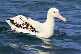 Antipodean Albatrossborder=